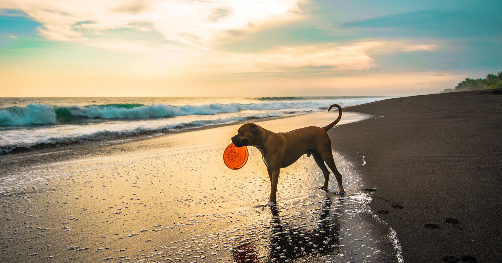 Dog On Beach Ca